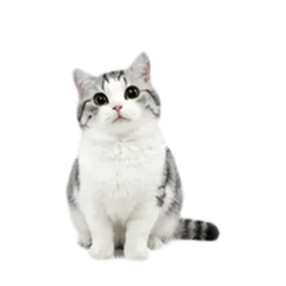 糖糖